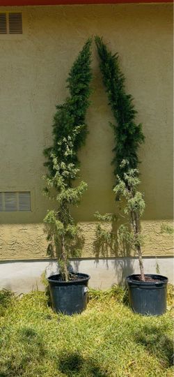 Italian Cyprus trees 6' tall