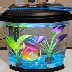 TOP FIN 2.5 GALLON FISH TANK 