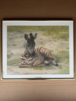Zebra Foal Wildlife Art Print Charles Frace