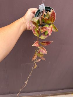 4” hoya sunrise