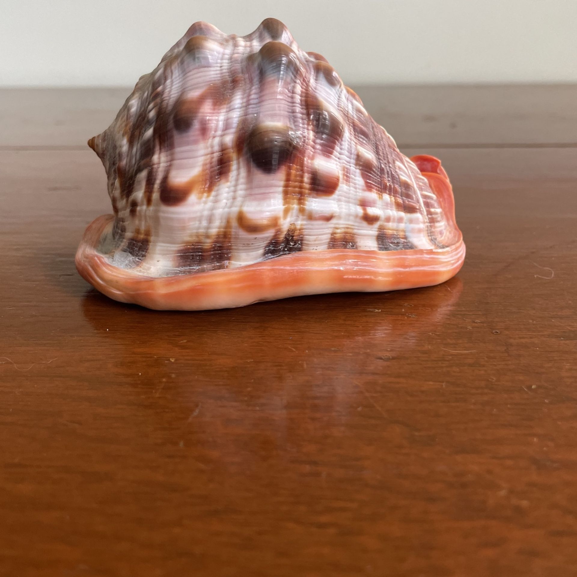 Conch Paperweight