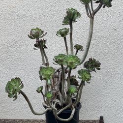 Aeonium arboreum Succulent 