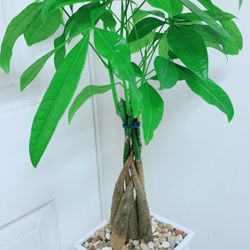💰 Money 💵 Tree/Lucky Plant - 20” Tall - Indoor Plant 