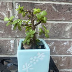 Elephant Bush Succulent Plant Small Bonsai 3” Pot 