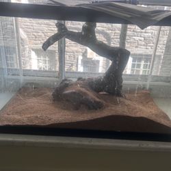 Lizard Tank 