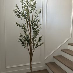 6 Foot Olive tree 