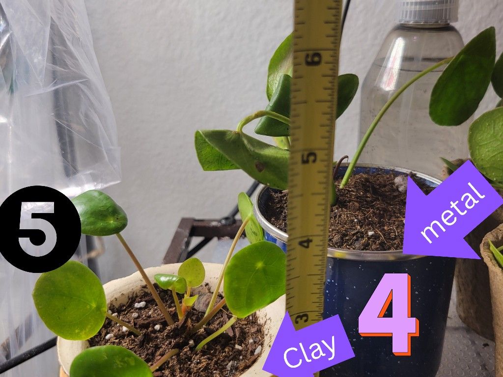 House Plants!