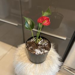 Houseplants