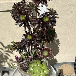 Large Mother’s Day Succulent Planter