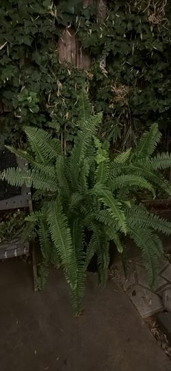 Fern