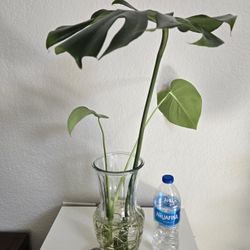 Monstera, House Plant, Indoor Plant, Home Decorations 