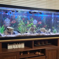 75 Gal Fish Tank With Fish And Filter