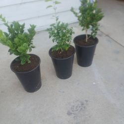 dwarf mexiczn key lime trees