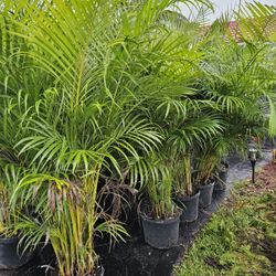 arecas About 6 feet tall Instant Privacy Hedge