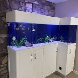 BEAUTIFUL CUSTOM FISH TANK
