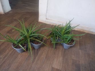 Aloe vera plants