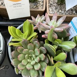 Dish Garden Succulents & Grafted Cactus In 6” Clay Pot. SPECIAL PRICE 🤩