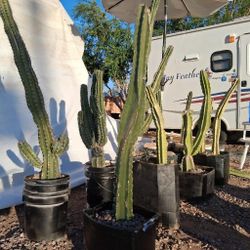 CACTUS