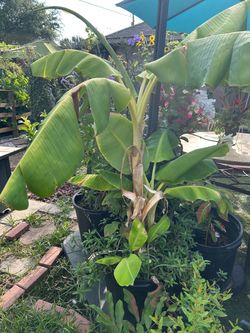 Banana son barias Matas en Una sola maseta