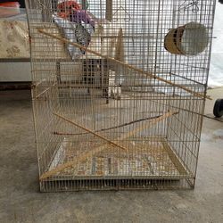 Bird Cage 