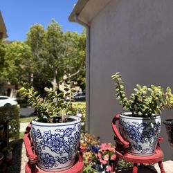 Cute Potted Succulents on Mini Red Chairs - Set of 2 $$25.00 each