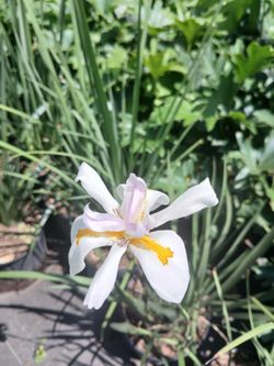 White African Iris Plants $15🌼