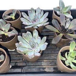 Mini Succulent Plants