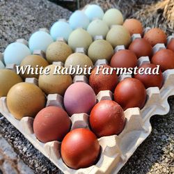Rainbow layer eggs