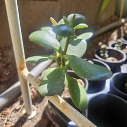 Jade Plants