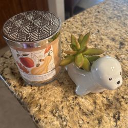 Adorable, Succulent And Candle