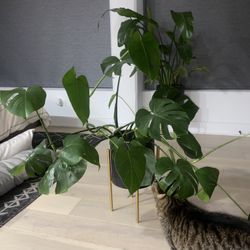 LARGE MONSTERA DELICIOSA PLANT