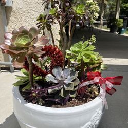 Large Beautiful Succulent Mothers Day