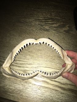 Real mako shark jaw that my friend caught off Long Island