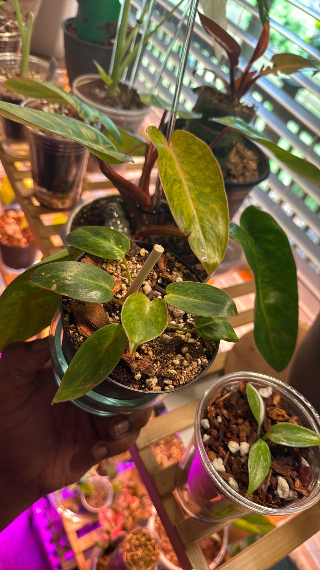 Philodendron Orange Marmalade (Plant Trades!)
