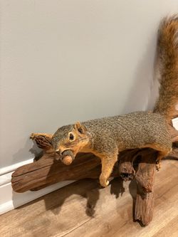 Taxidermy - Squirrel