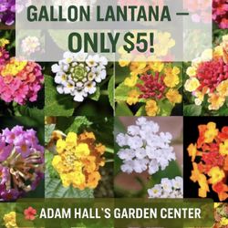 VIBRANT LANTANA PLANTS ON SALE
