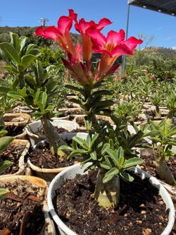 Desert Roses