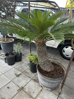 Plant For Sale