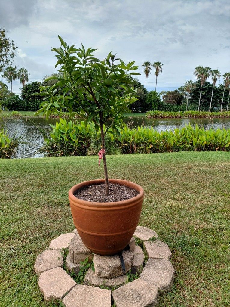 Lime Giving Tree In A Large Ceramic Pot