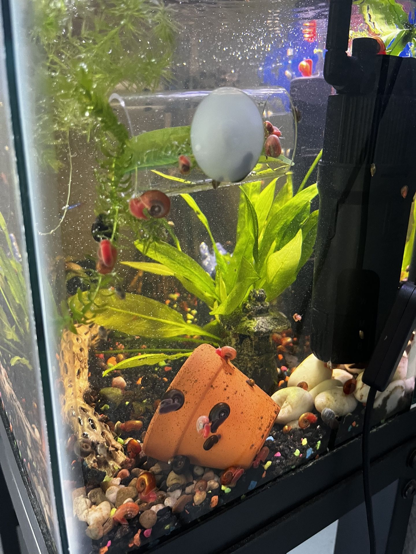 Free Aquatic Snails 