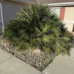 Mediterranean Fan Palm Tree / European Fan Palm Tree 