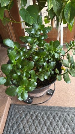 Plant