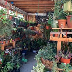 Plant For sale