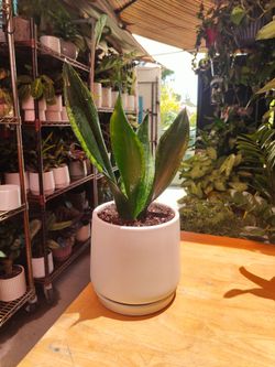 Snake Plant Whitney
