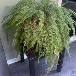 Fern Plant