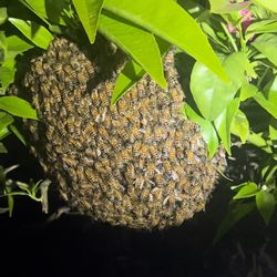 Bee Removal And Relocation 