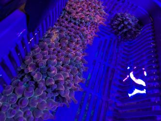 Rainbow Bubble Tip Anemones Coral