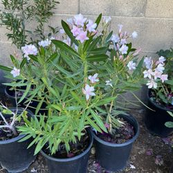 5 Gallon Petite Pink Oleanders 