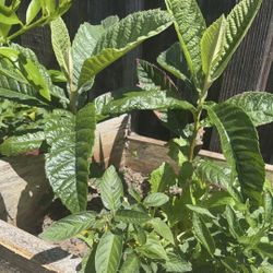 Plants 