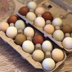 Eggs Fertilized Ready For Spring Hatching Chicks! Broody Incubator Ready.